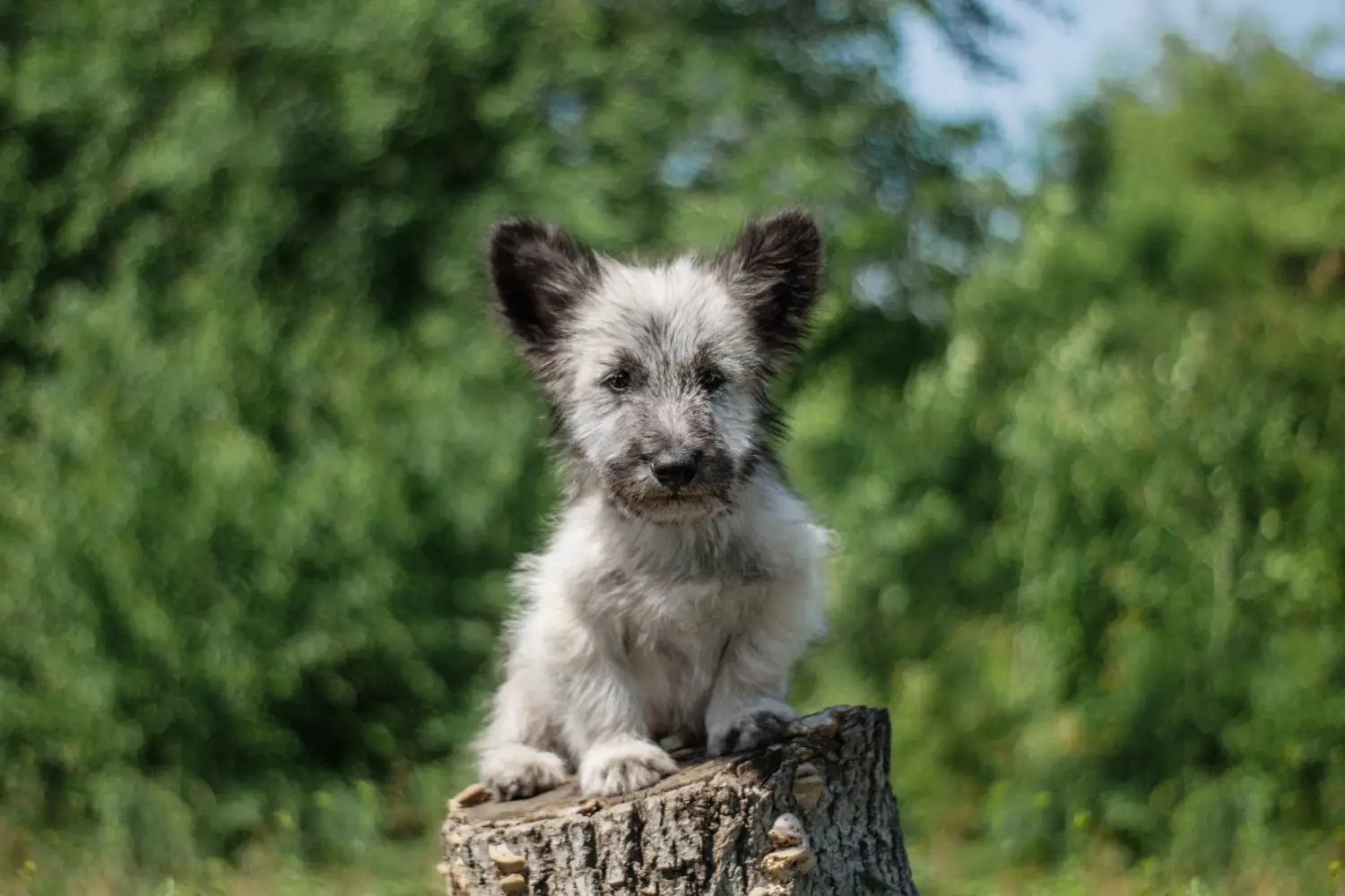 Einen Skye Terrier Welpen zu kaufen, bedeutet Verantwortung zu übernehmen! Skye Terrier Welpen kaufen.
