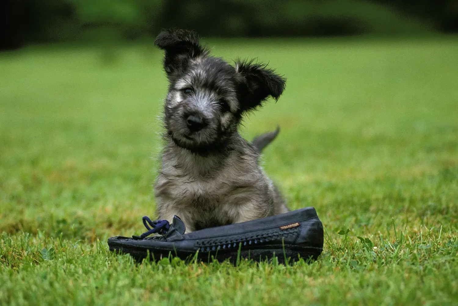 Einen Skye Terrier Welpen zu kaufen, bedeutet Verantwortung zu übernehmen! Skye Terrier Welpen kaufen.