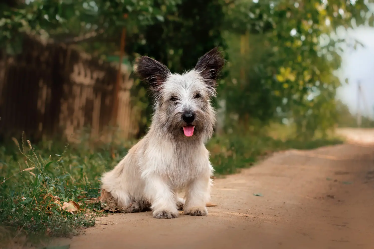 Einen Skye Terrier Welpen zu kaufen, bedeutet Verantwortung zu übernehmen! Skye Terrier Welpen kaufen.