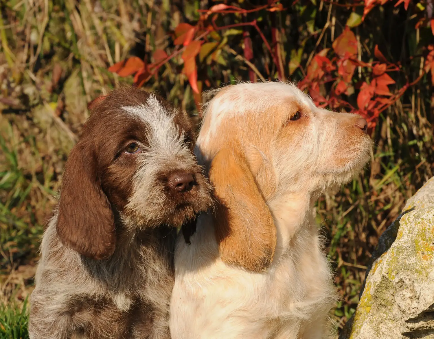 Einen Spinone Italiano Welpen zu kaufen, bedeutet Verantwortung zu übernehmen! Spinone Italiano Welpen kaufen.