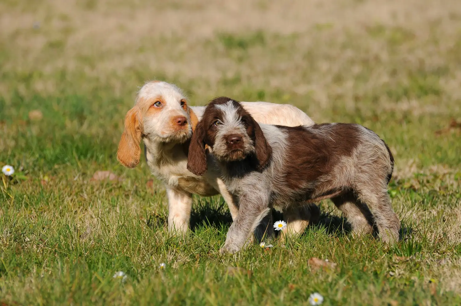 Einen Spinone Italiano Welpen zu kaufen, bedeutet Verantwortung zu übernehmen! Spinone Italiano Welpen kaufen.