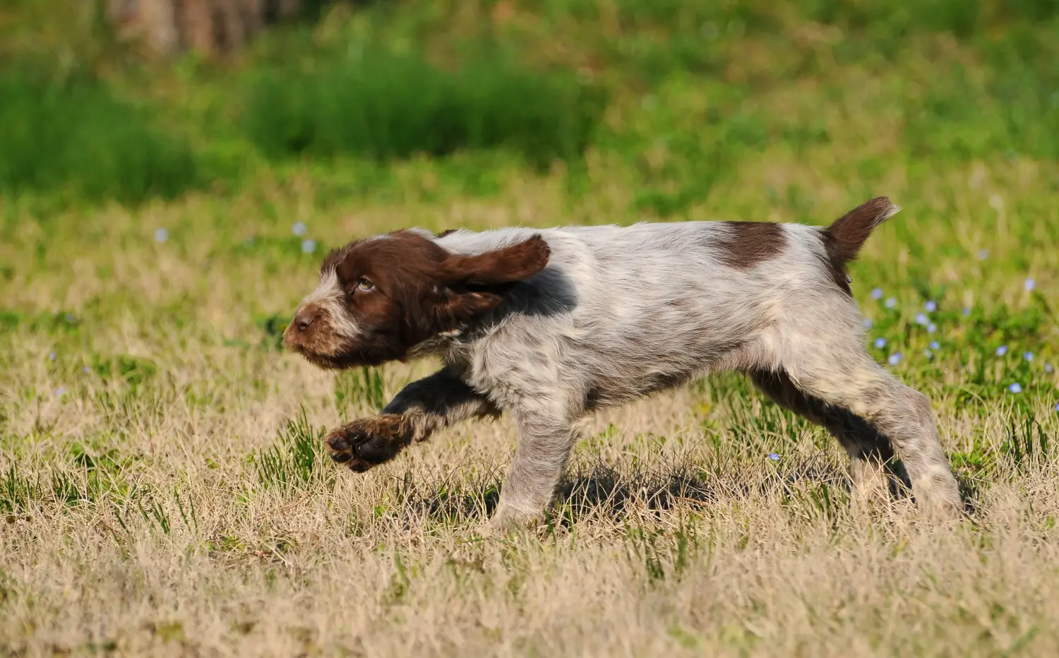 Einen Spinone Italiano Welpen zu kaufen, bedeutet Verantwortung zu übernehmen! Spinone Italiano Welpen kaufen.