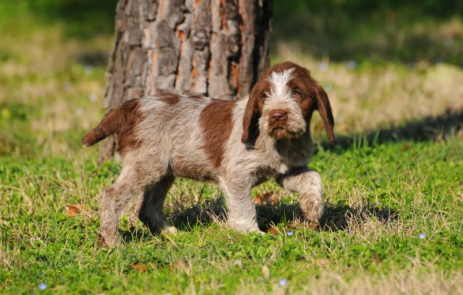 Einen Spinone Italiano Welpen zu kaufen, bedeutet Verantwortung zu übernehmen! Spinone Italiano Welpen kaufen.
