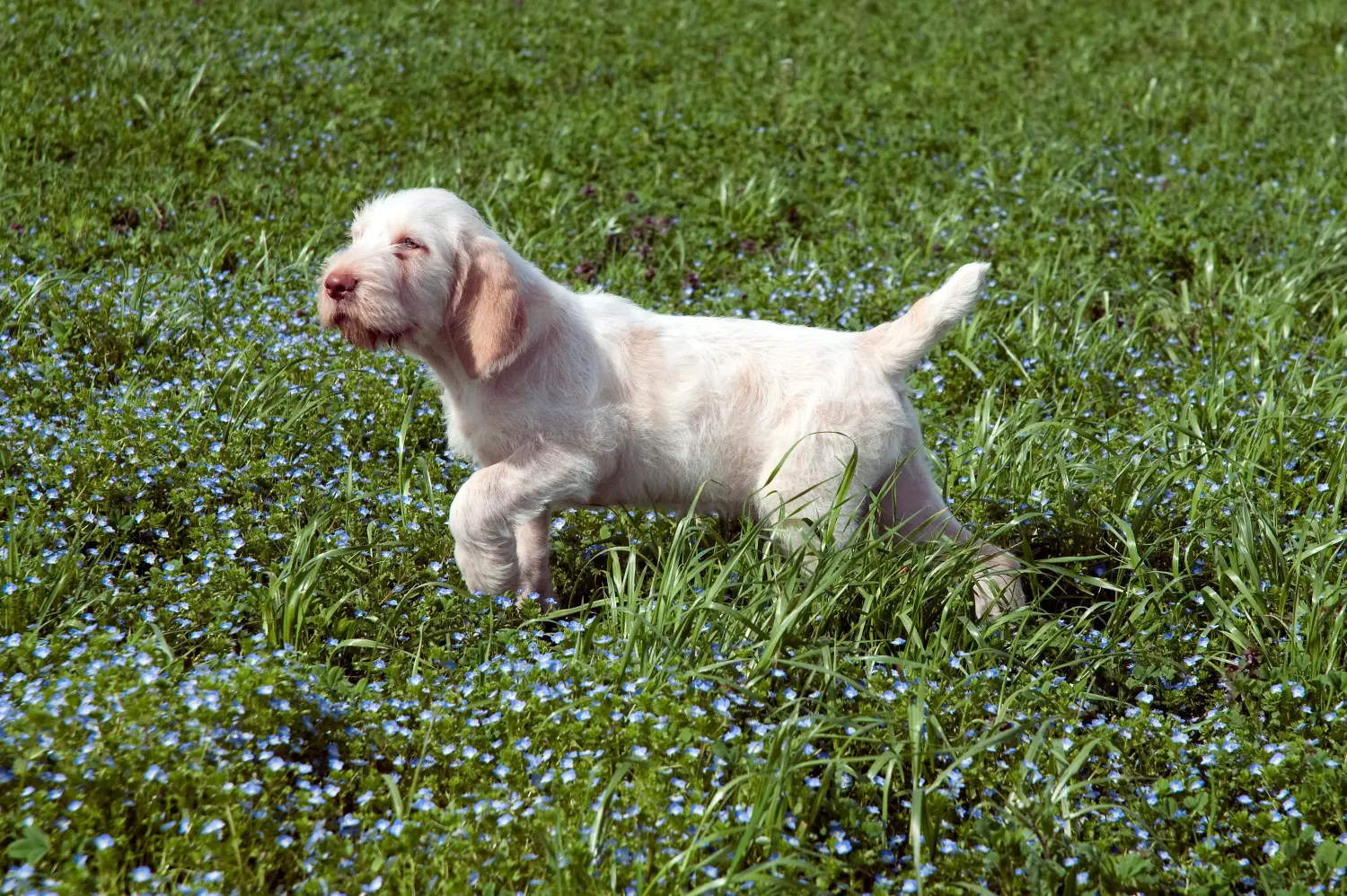 Einen Spinone Italiano Welpen zu kaufen, bedeutet Verantwortung zu übernehmen! Spinone Italiano Welpen kaufen.