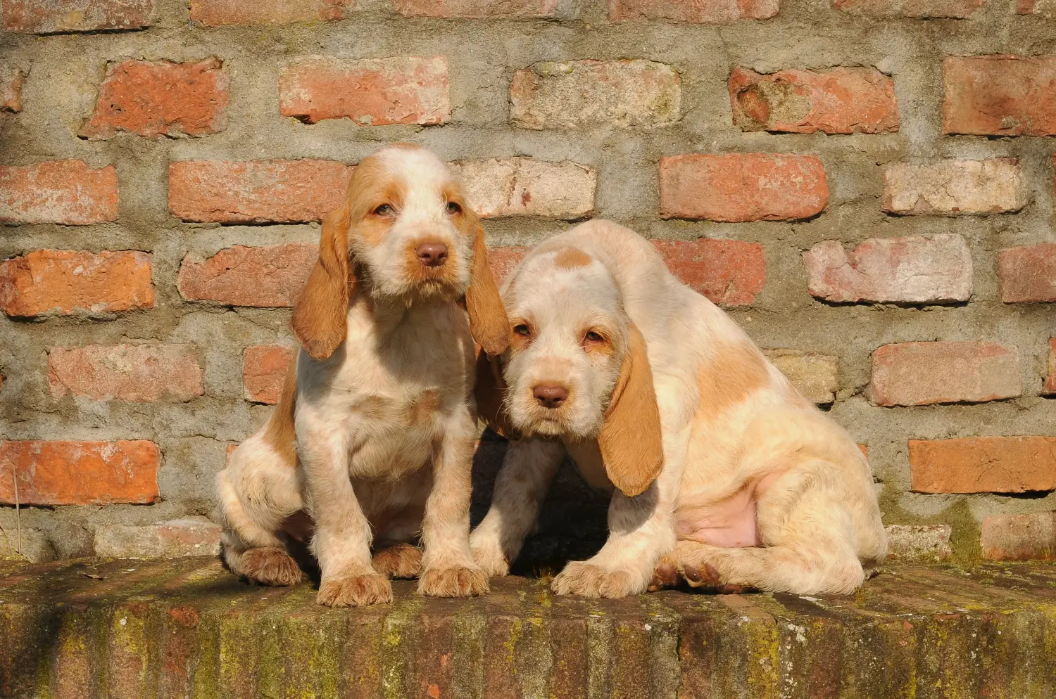 Einen Spinone Italiano Welpen zu kaufen, bedeutet Verantwortung zu übernehmen! Spinone Italiano Welpen kaufen.