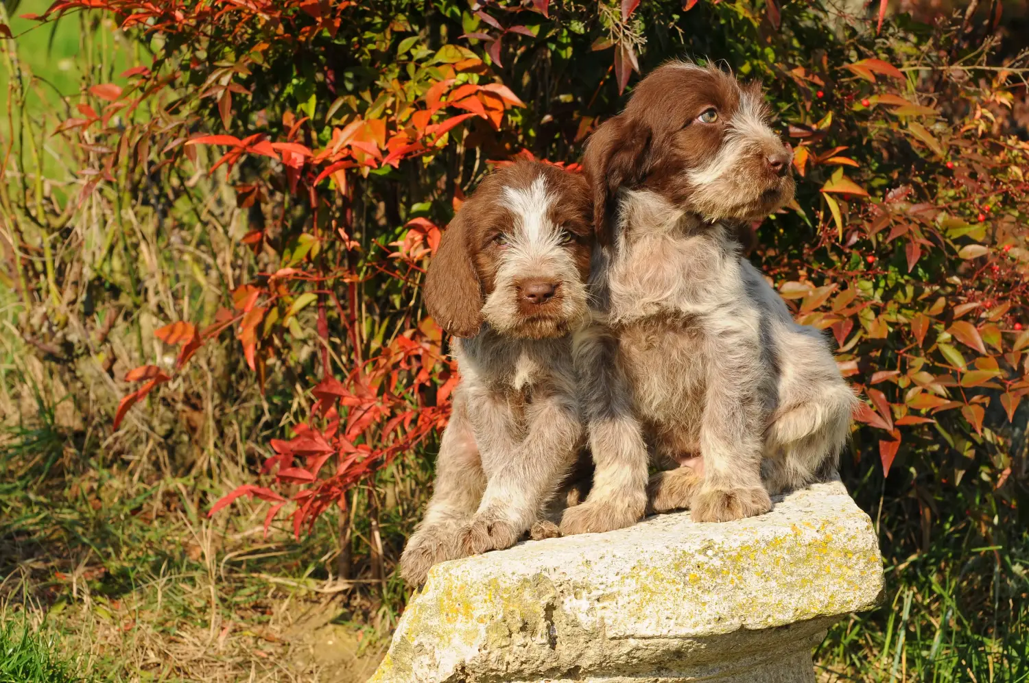 Einen Spinone Italiano Welpen zu kaufen, bedeutet Verantwortung zu übernehmen! Spinone Italiano Welpen kaufen.