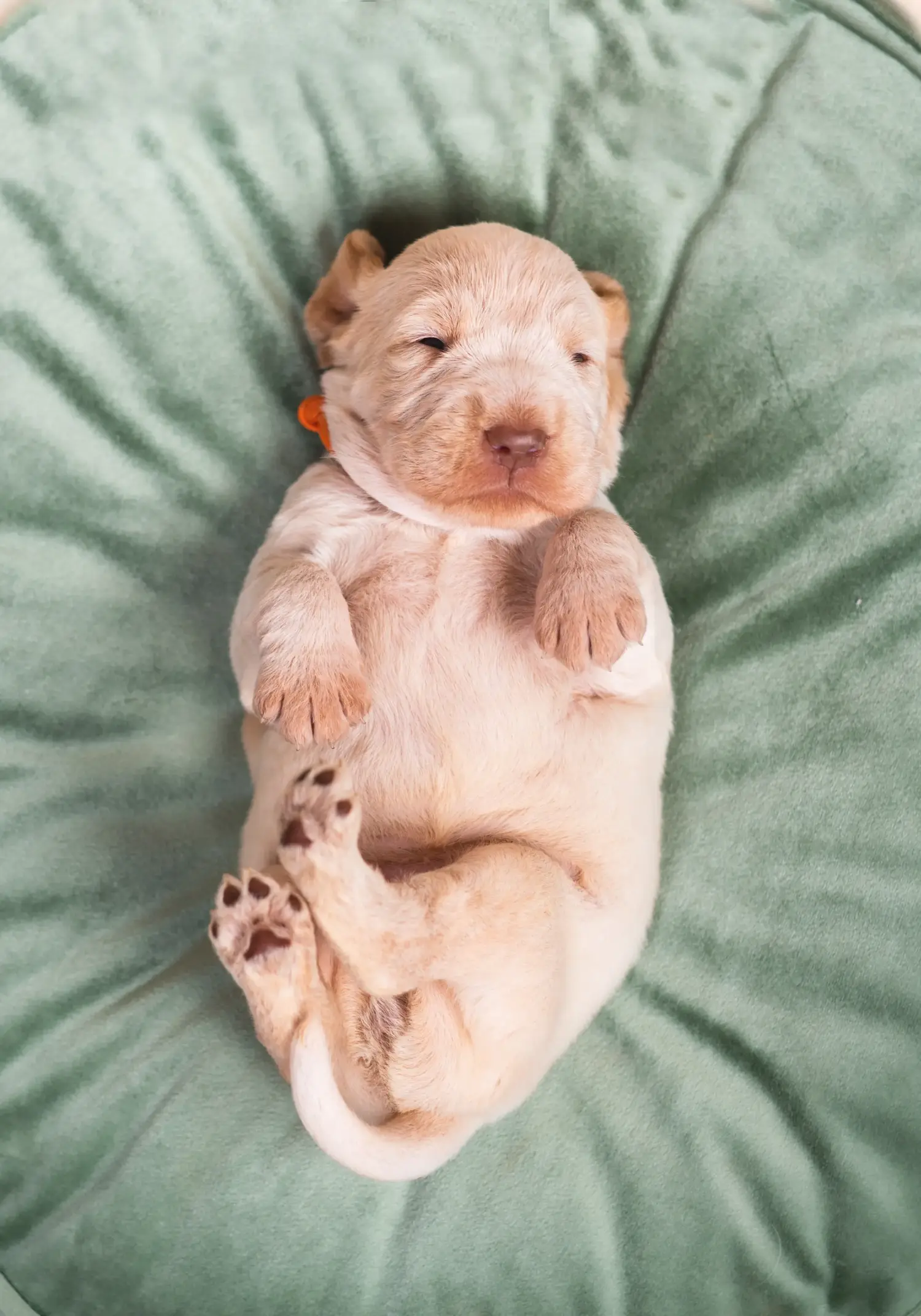 Einen Spinone Italiano Welpen zu kaufen, bedeutet Verantwortung zu übernehmen! Spinone Italiano Welpen kaufen.