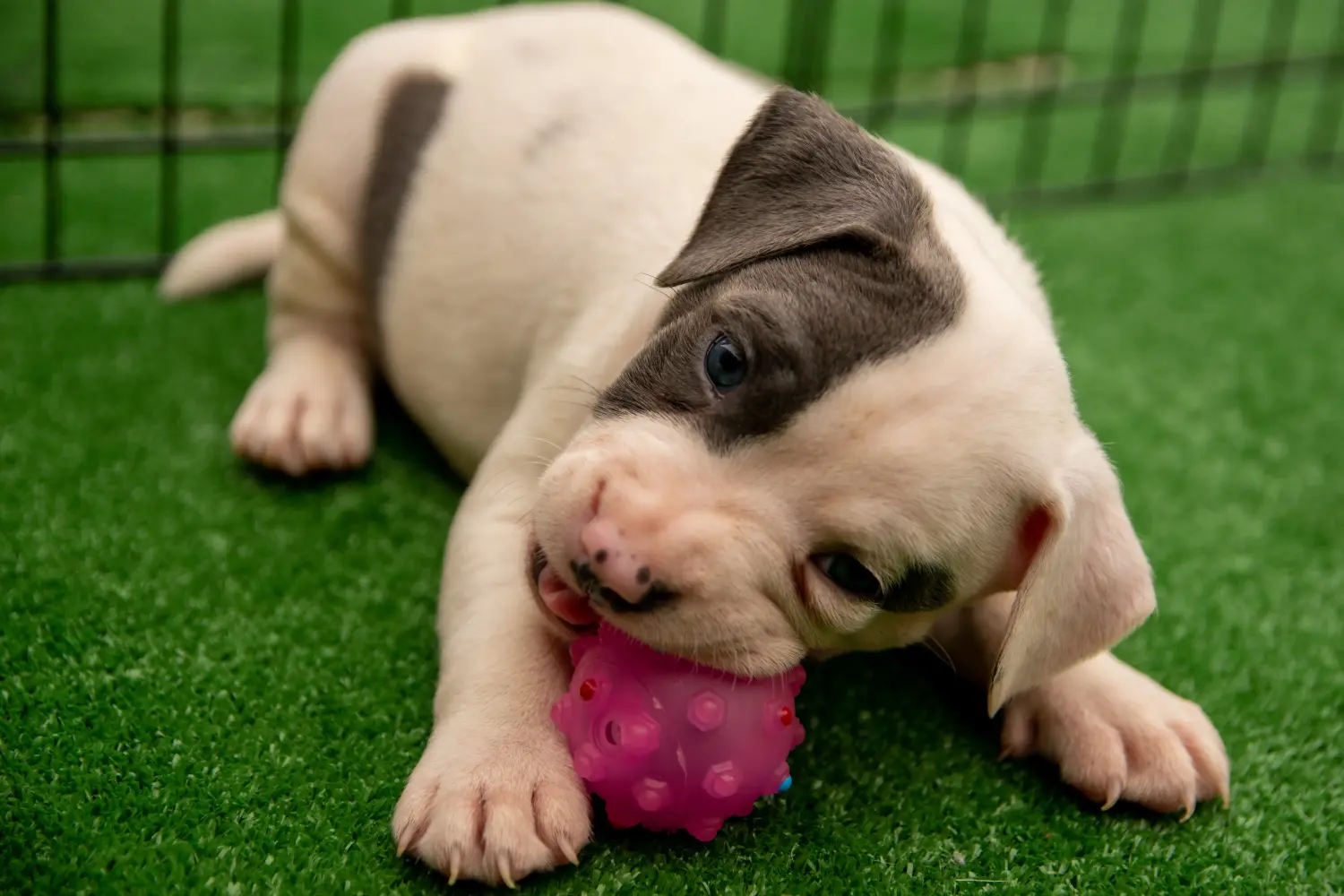Einen Staffordshire Bull Terrier Welpen zu kaufen, bedeutet Verantwortung zu übernehmen! Staffordshire Bull Terrier Welpen kaufen.