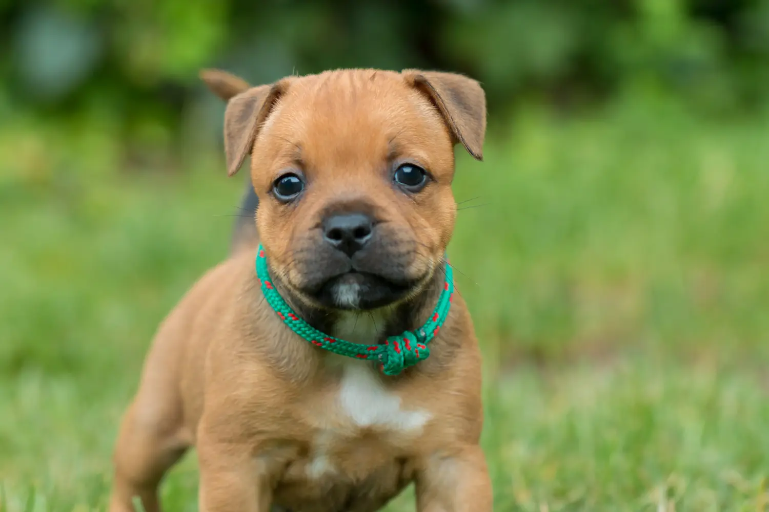 Einen Staffordshire Bull Terrier Welpen zu kaufen, bedeutet Verantwortung zu übernehmen! Staffordshire Bull Terrier Welpen kaufen.