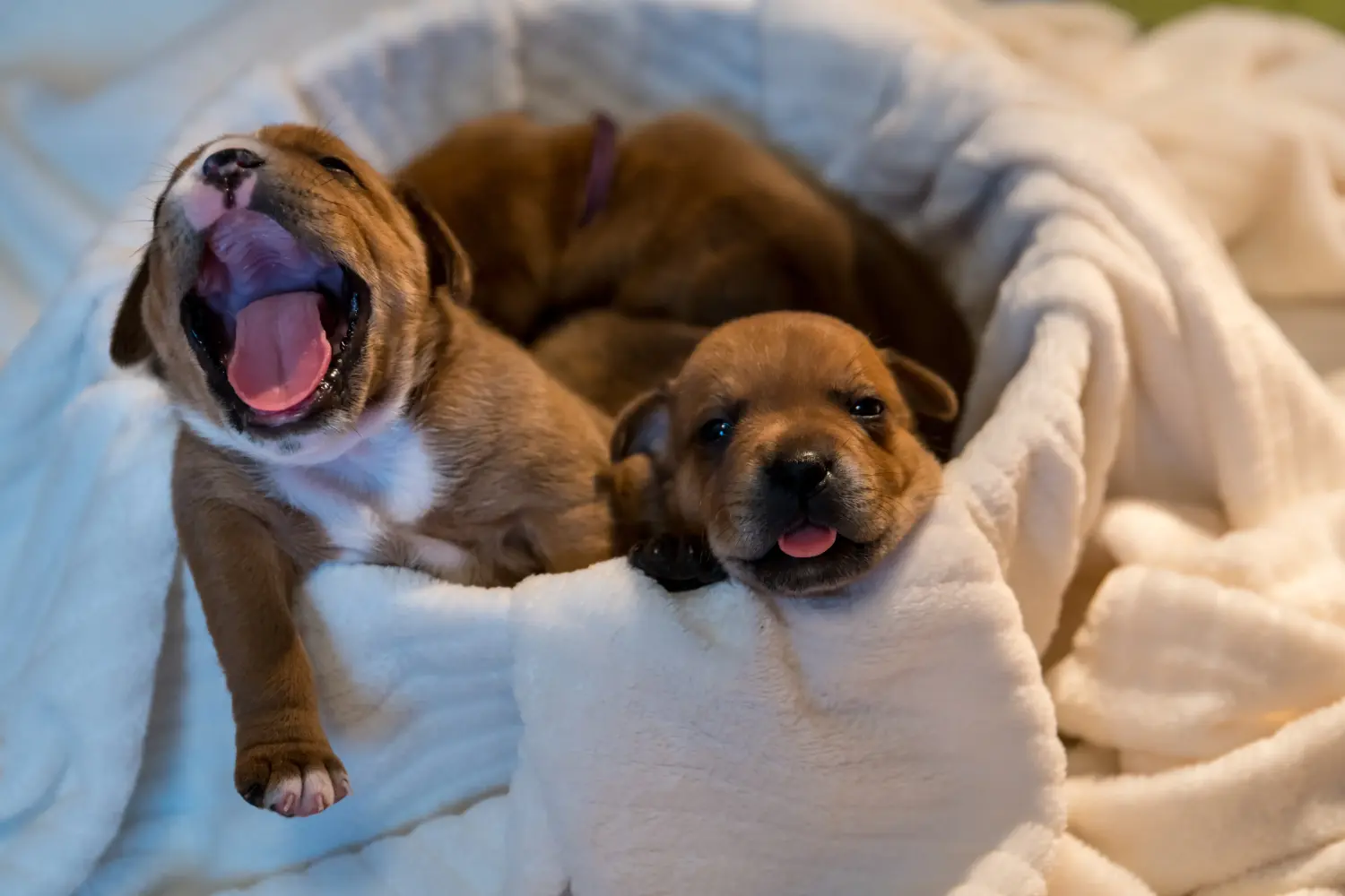 Einen Staffordshire Bull Terrier Welpen zu kaufen, bedeutet Verantwortung zu übernehmen! Staffordshire Bull Terrier Welpen kaufen.
