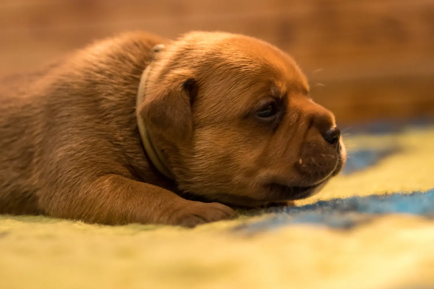 Einen Staffordshire Bull Terrier Welpen zu kaufen, bedeutet Verantwortung zu übernehmen! Staffordshire Bull Terrier Welpen kaufen.