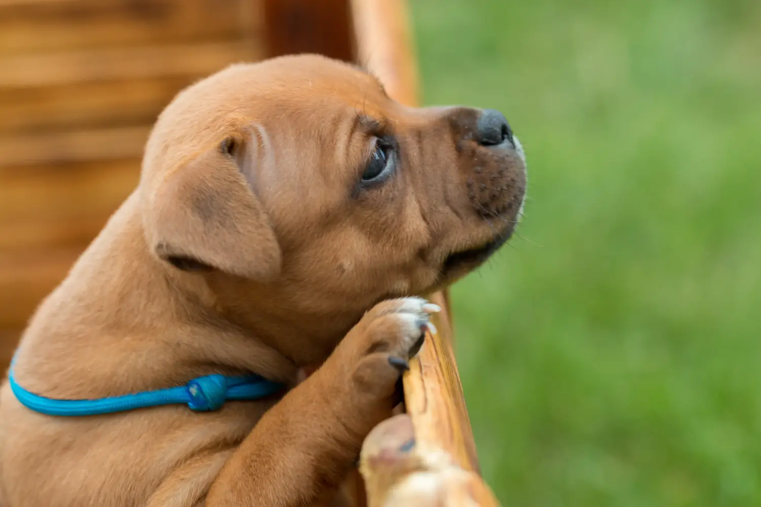 Einen Staffordshire Bull Terrier Welpen zu kaufen, bedeutet Verantwortung zu übernehmen! Staffordshire Bull Terrier Welpen kaufen.