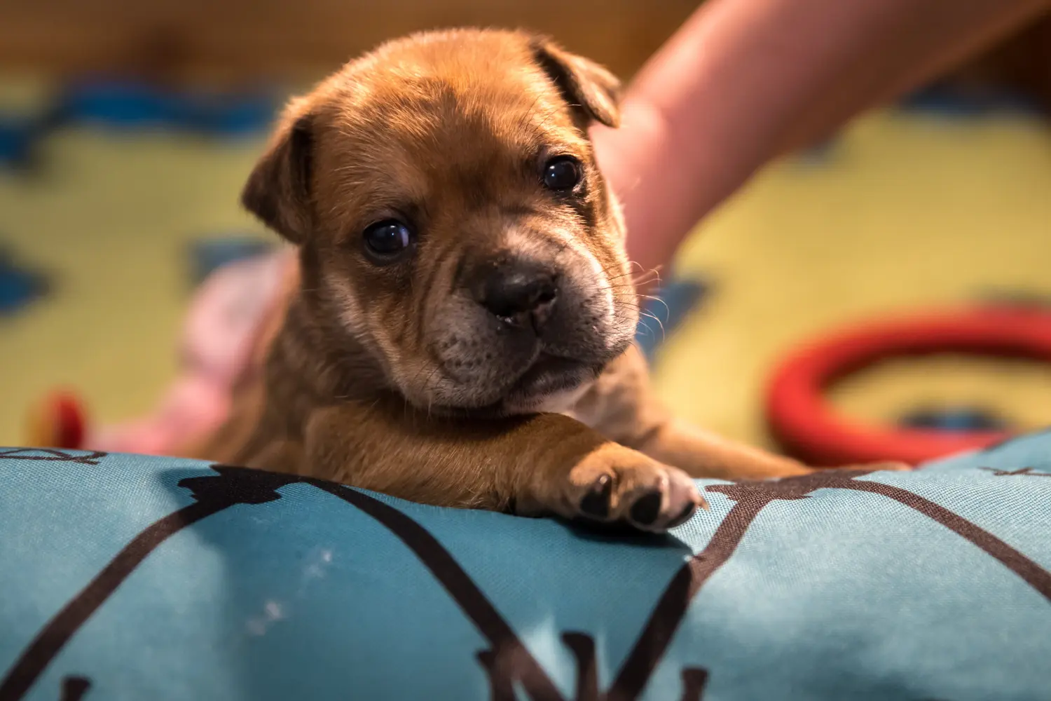 Einen Staffordshire Bull Terrier Welpen zu kaufen, bedeutet Verantwortung zu übernehmen! Staffordshire Bull Terrier Welpen kaufen.