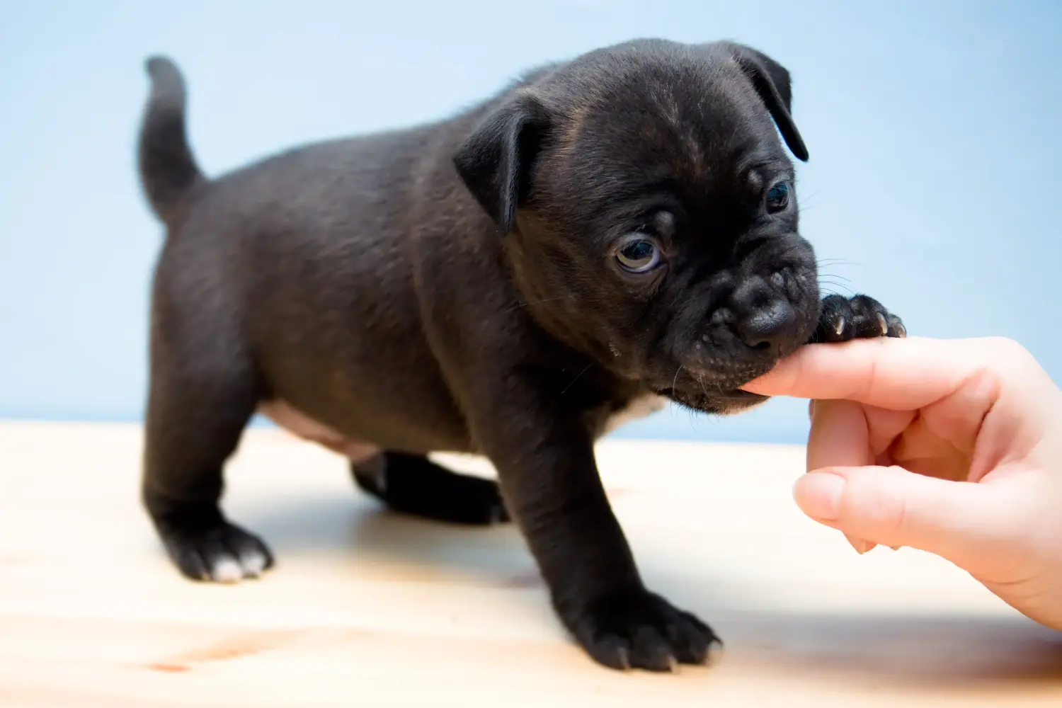 Einen Staffordshire Bull Terrier Welpen zu kaufen, bedeutet Verantwortung zu übernehmen! Staffordshire Bull Terrier Welpen kaufen.