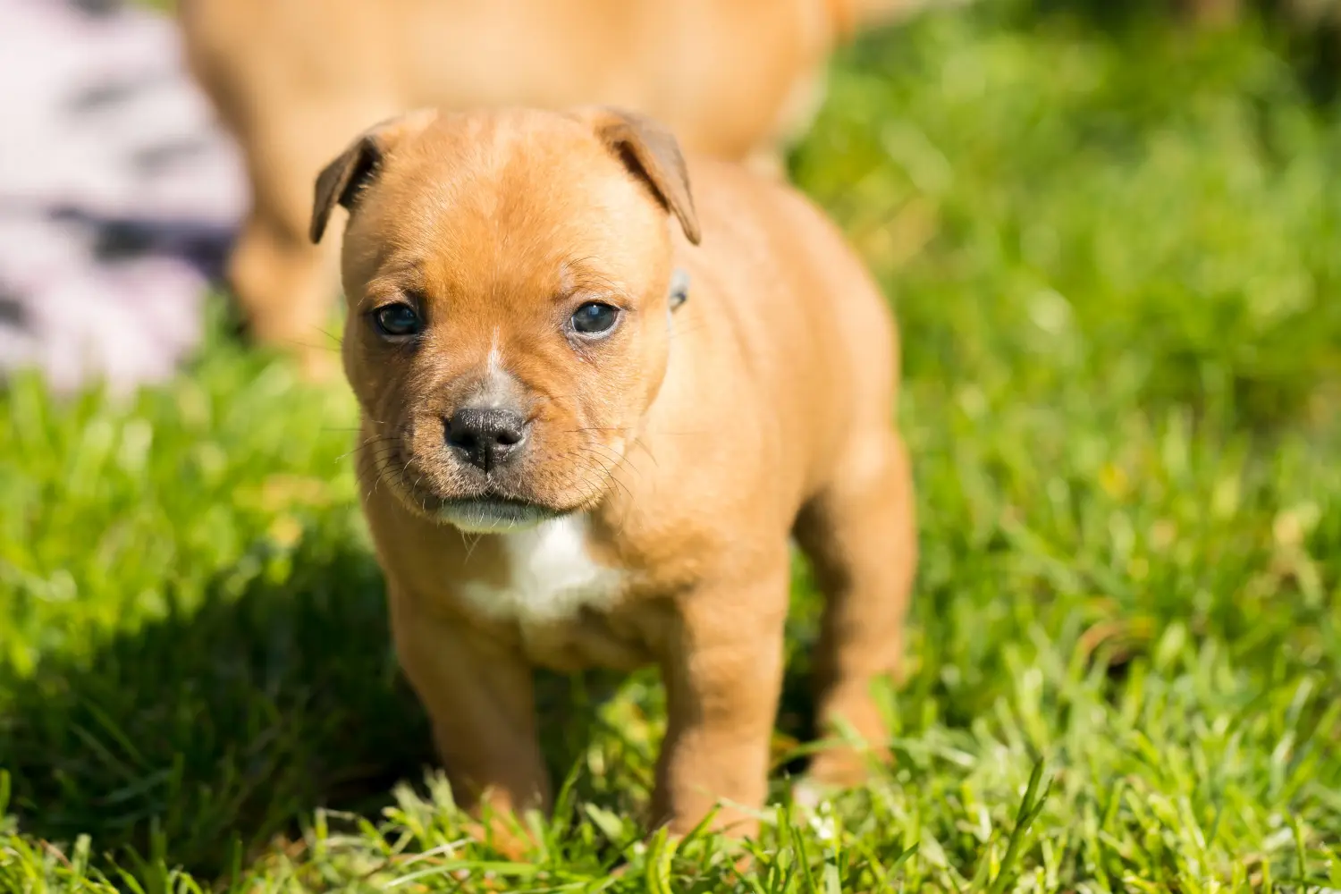 Einen Staffordshire Bull Terrier Welpen zu kaufen, bedeutet Verantwortung zu übernehmen! Staffordshire Bull Terrier Welpen kaufen.