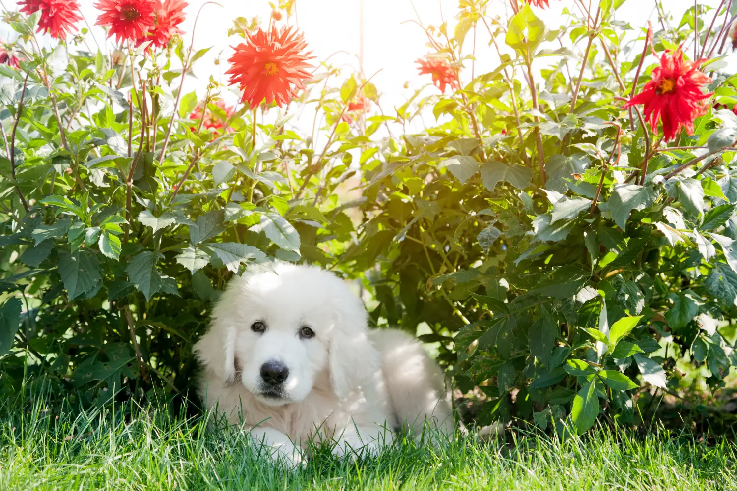 Einen Tatra-Schäferhund Welpen zu kaufen, bedeutet Verantwortung zu übernehmen! Tatra-Schäferhund Welpen kaufen.