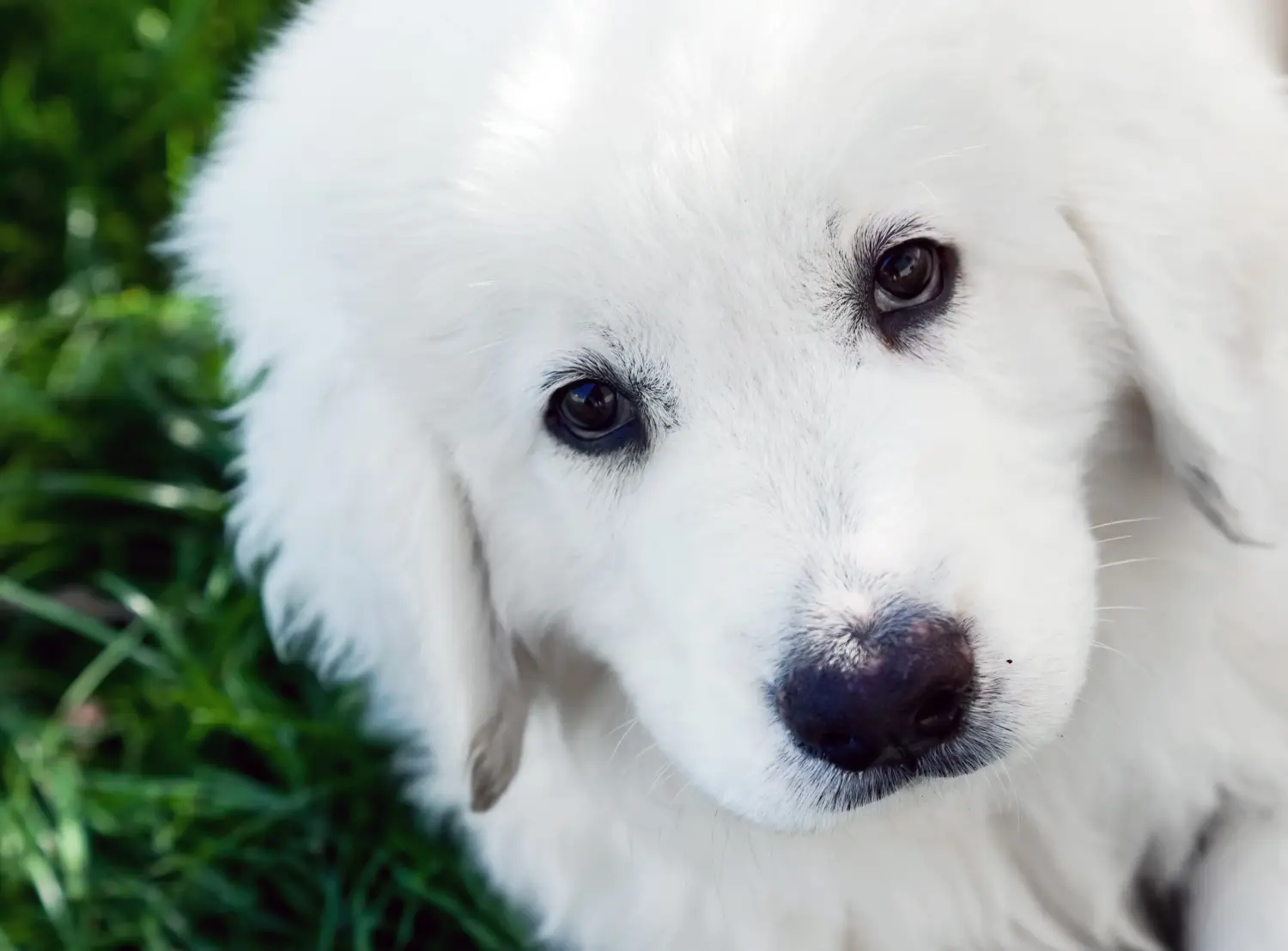 Einen Tatra-Schäferhund Welpen zu kaufen, bedeutet Verantwortung zu übernehmen! Tatra-Schäferhund Welpen kaufen.