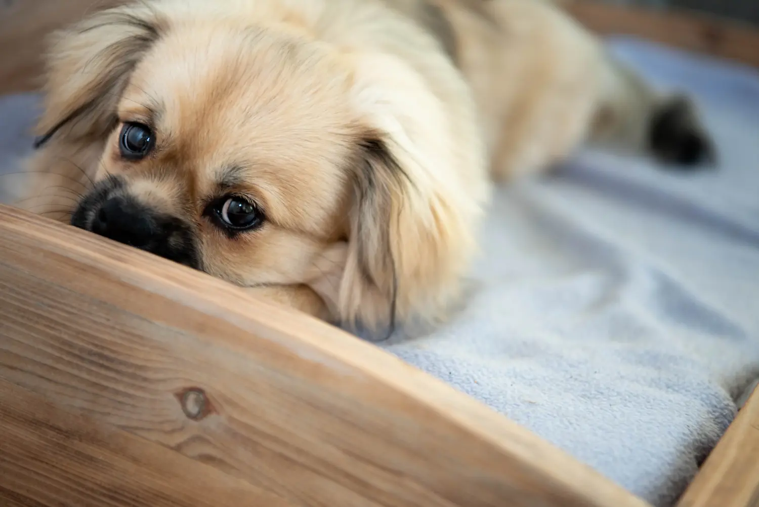 Einen Tibet-Spaniel Welpen zu kaufen, bedeutet Verantwortung zu übernehmen! Tibet-Spaniel Welpen kaufen.