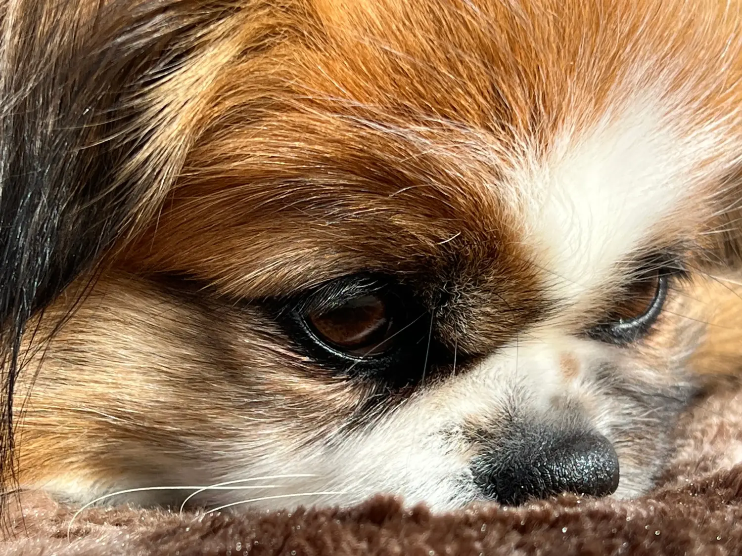 Einen Tibet-Spaniel Welpen zu kaufen, bedeutet Verantwortung zu übernehmen! Tibet-Spaniel Welpen kaufen.