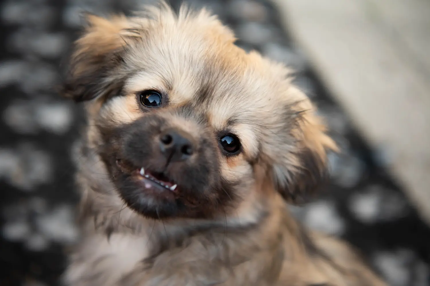 Einen Tibet-Spaniel Welpen zu kaufen, bedeutet Verantwortung zu übernehmen! Tibet-Spaniel Welpen kaufen.