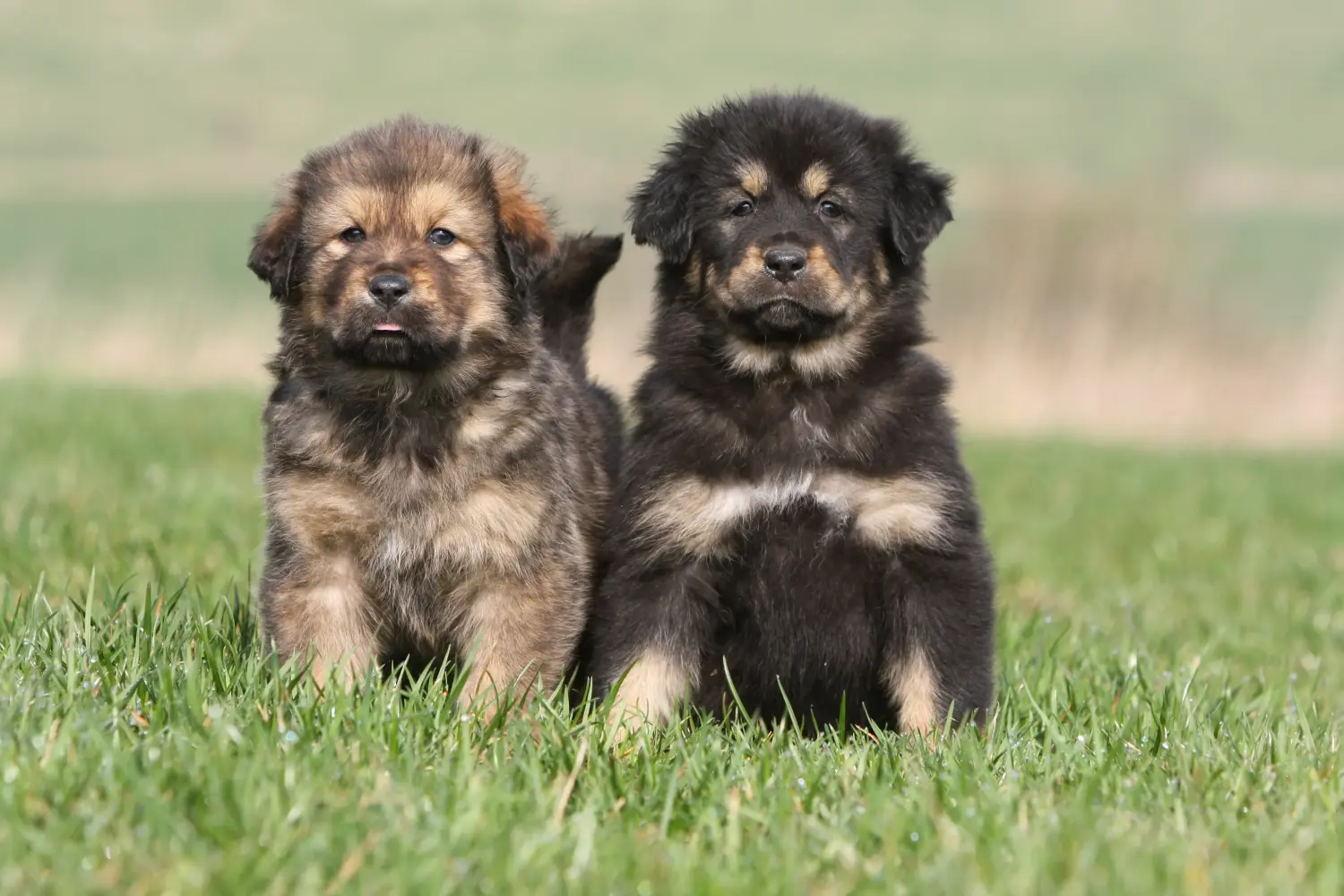 Einen Tibetdogge Welpen zu kaufen, bedeutet Verantwortung zu übernehmen! Tibetdogge Welpen kaufen.