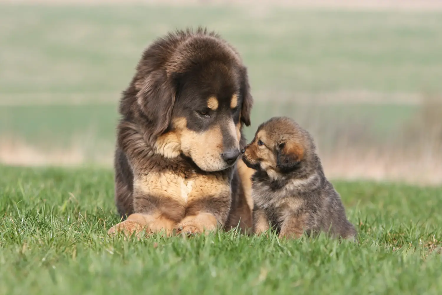 Einen Tibetdogge Welpen zu kaufen, bedeutet Verantwortung zu übernehmen! Tibetdogge Welpen kaufen.