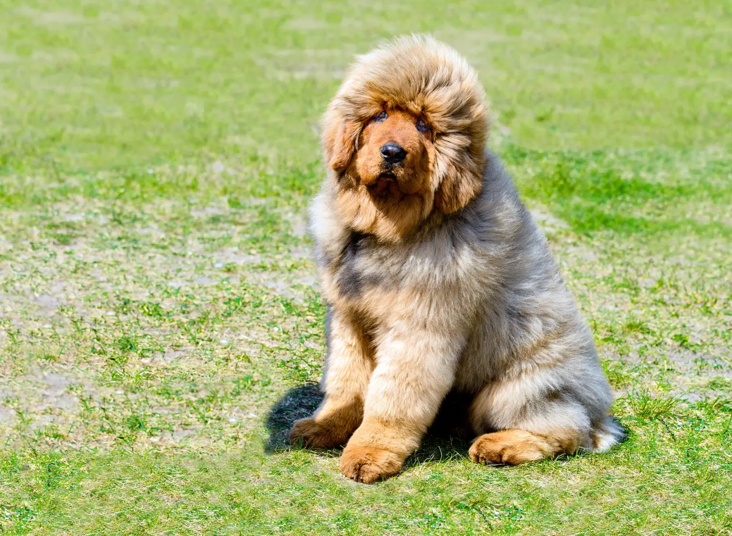 Einen Tibetdogge Welpen zu kaufen, bedeutet Verantwortung zu übernehmen! Tibetdogge Welpen kaufen.