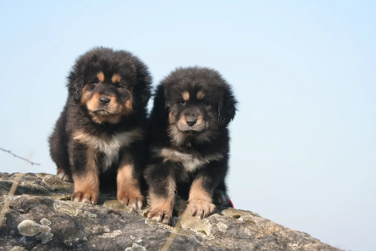 Einen Tibetdogge Welpen zu kaufen, bedeutet Verantwortung zu übernehmen! Tibetdogge Welpen kaufen.