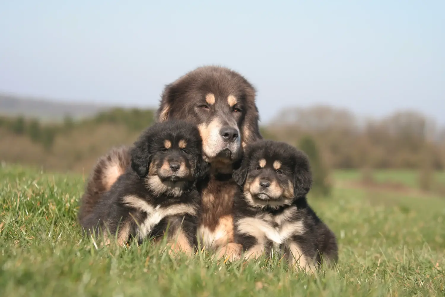 Einen Tibetdogge Welpen zu kaufen, bedeutet Verantwortung zu übernehmen! Tibetdogge Welpen kaufen.