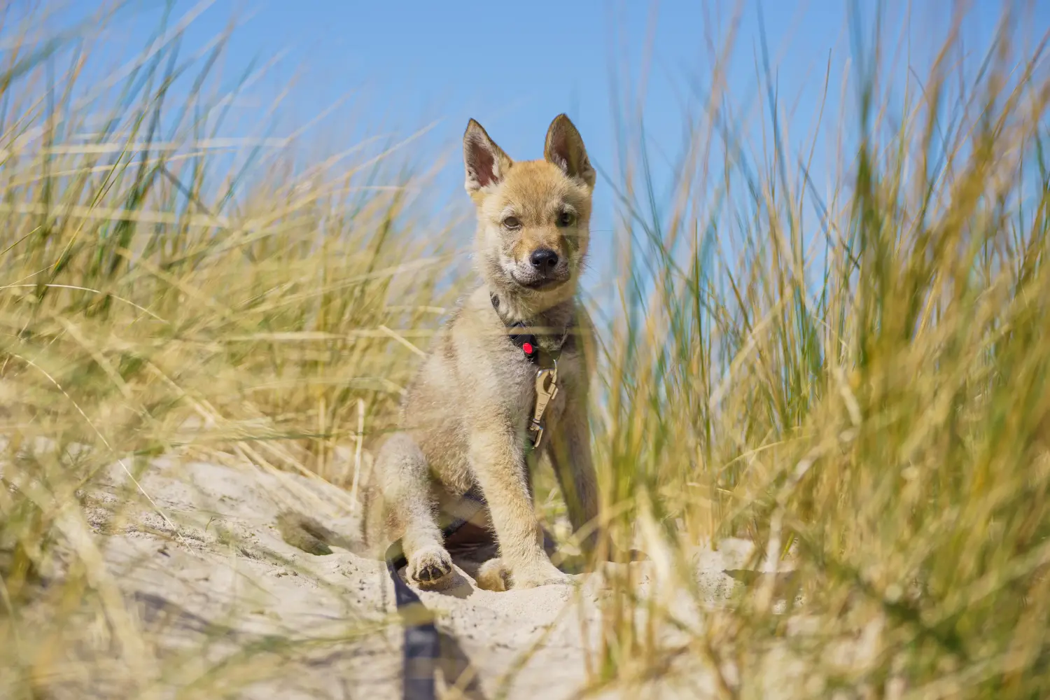 Einen Tschechoslowakischen Wolfhund Welpen zu kaufen, bedeutet Verantwortung zu übernehmen! Tschechoslowakischer Wolfhund Welpen kaufen.