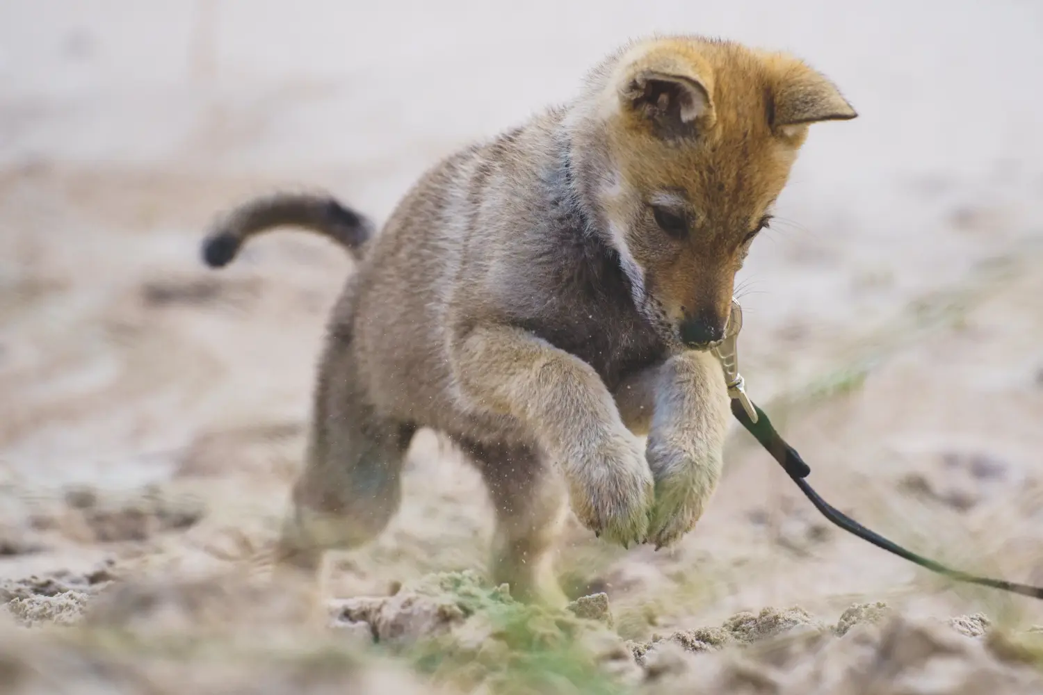 Einen Tschechoslowakischen Wolfhund Welpen zu kaufen, bedeutet Verantwortung zu übernehmen! Tschechoslowakischer Wolfhund Welpen kaufen.