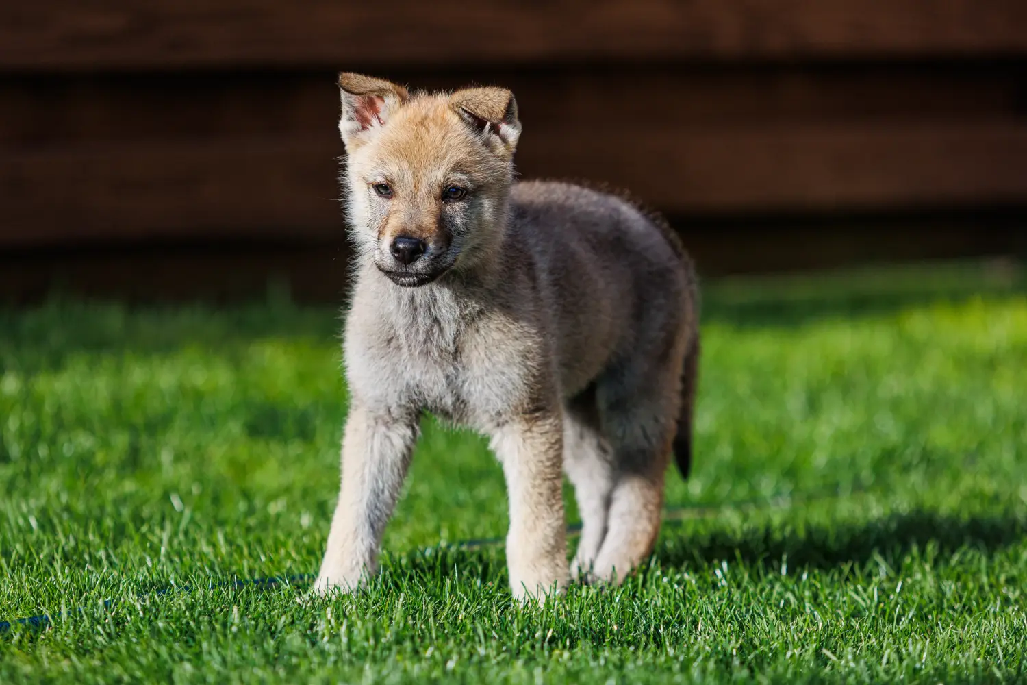 Einen Tschechoslowakischen Wolfhund Welpen zu kaufen, bedeutet Verantwortung zu übernehmen! Tschechoslowakischer Wolfhund Welpen kaufen.
