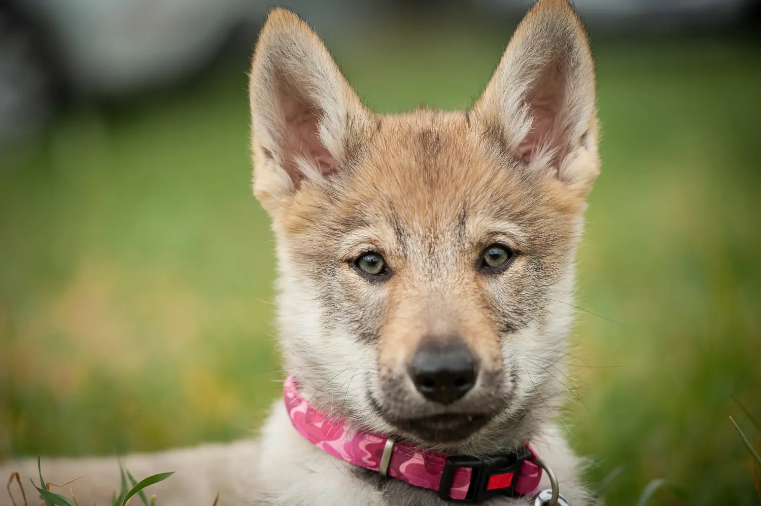 Einen Tschechoslowakischen Wolfhund Welpen zu kaufen, bedeutet Verantwortung zu übernehmen! Tschechoslowakischer Wolfhund Welpen kaufen.