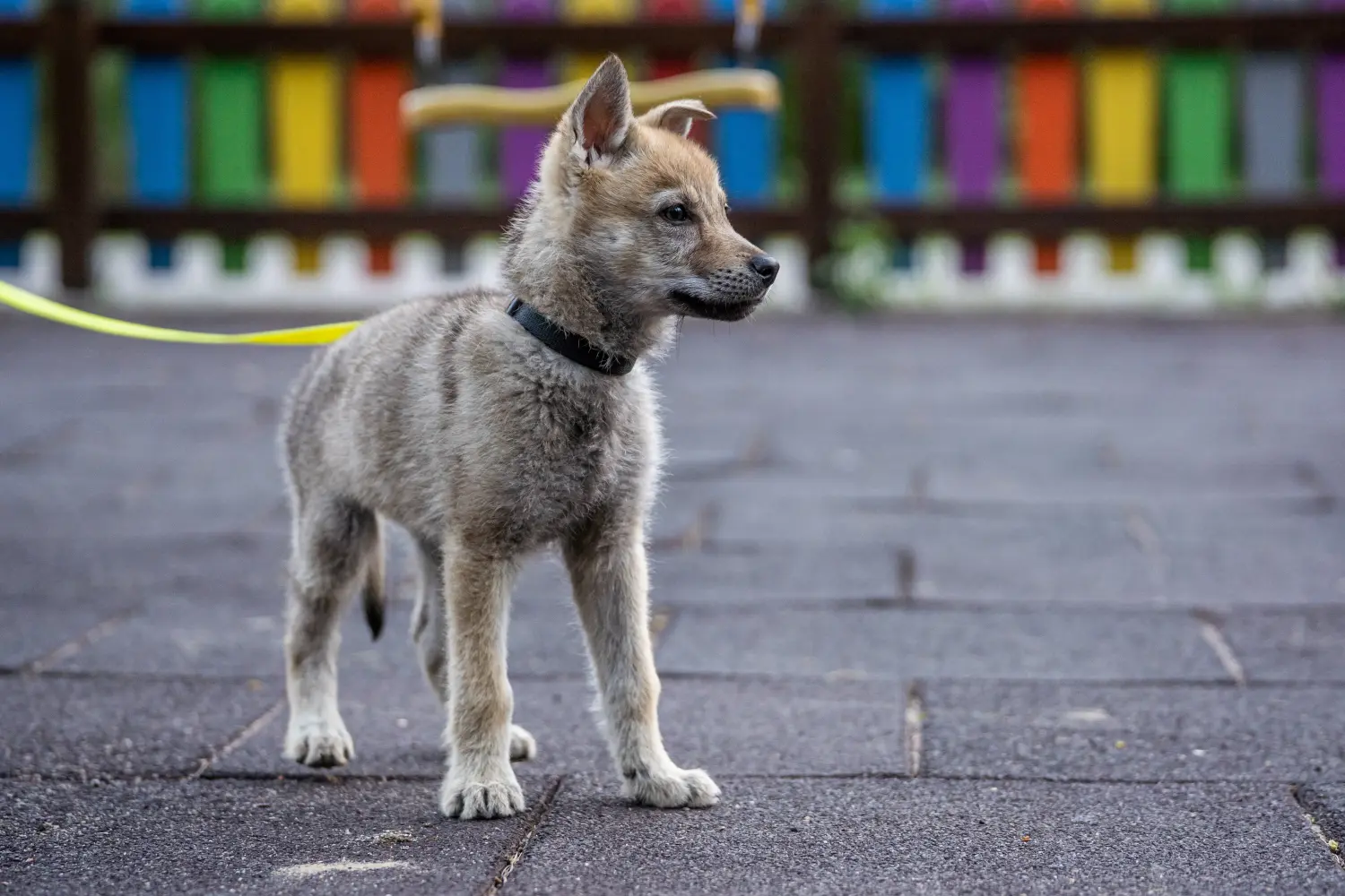 Einen Tschechoslowakischen Wolfhund Welpen zu kaufen, bedeutet Verantwortung zu übernehmen! Tschechoslowakischer Wolfhund Welpen kaufen.