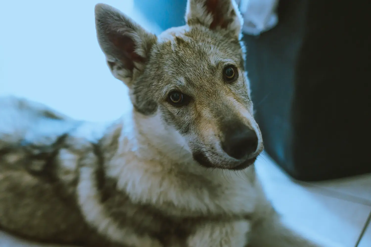 Einen Tschechoslowakischen Wolfhund Welpen zu kaufen, bedeutet Verantwortung zu übernehmen! Tschechoslowakischer Wolfhund Welpen kaufen.