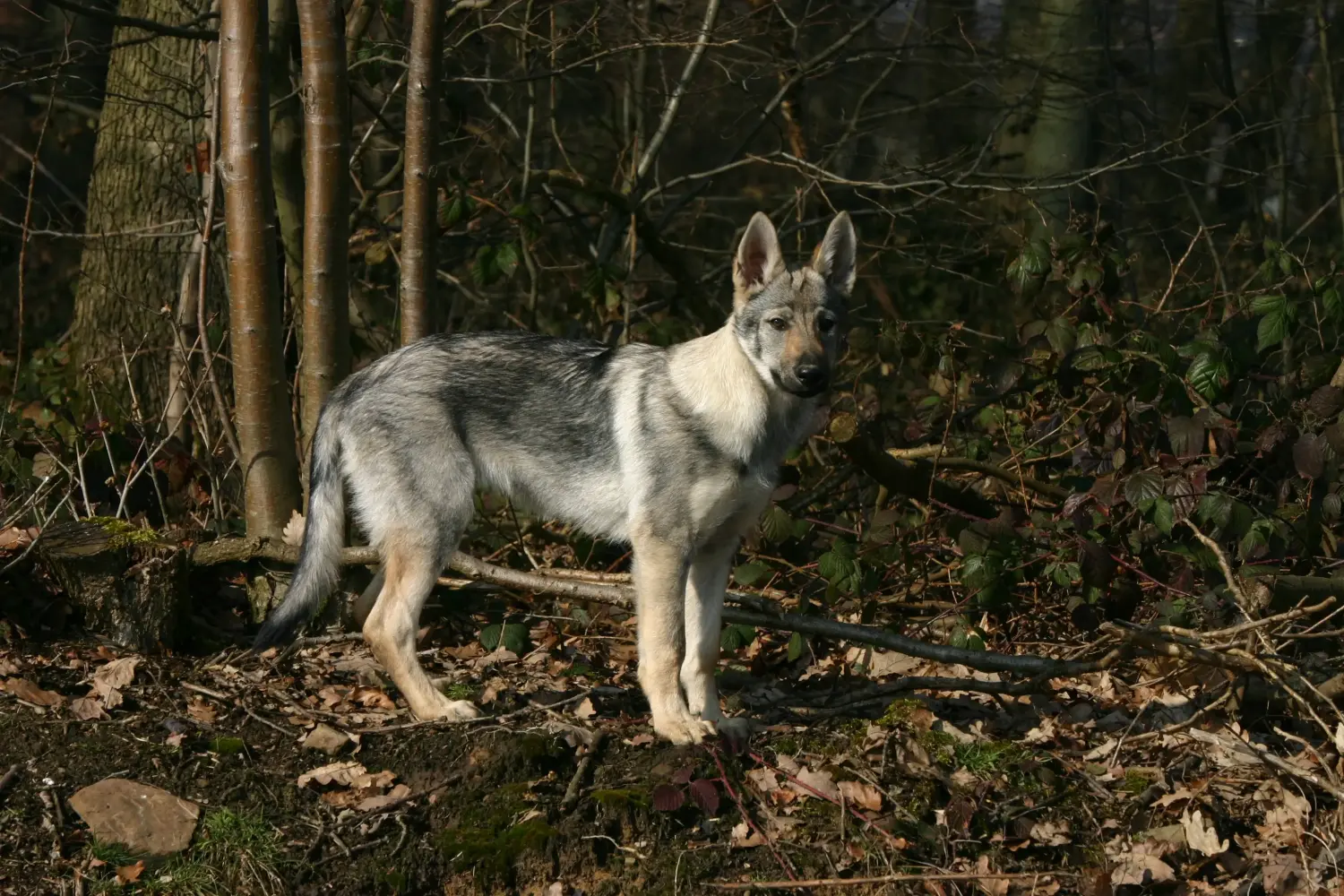 Einen Tschechoslowakischen Wolfhund Welpen zu kaufen, bedeutet Verantwortung zu übernehmen! Tschechoslowakischer Wolfhund Welpen kaufen.