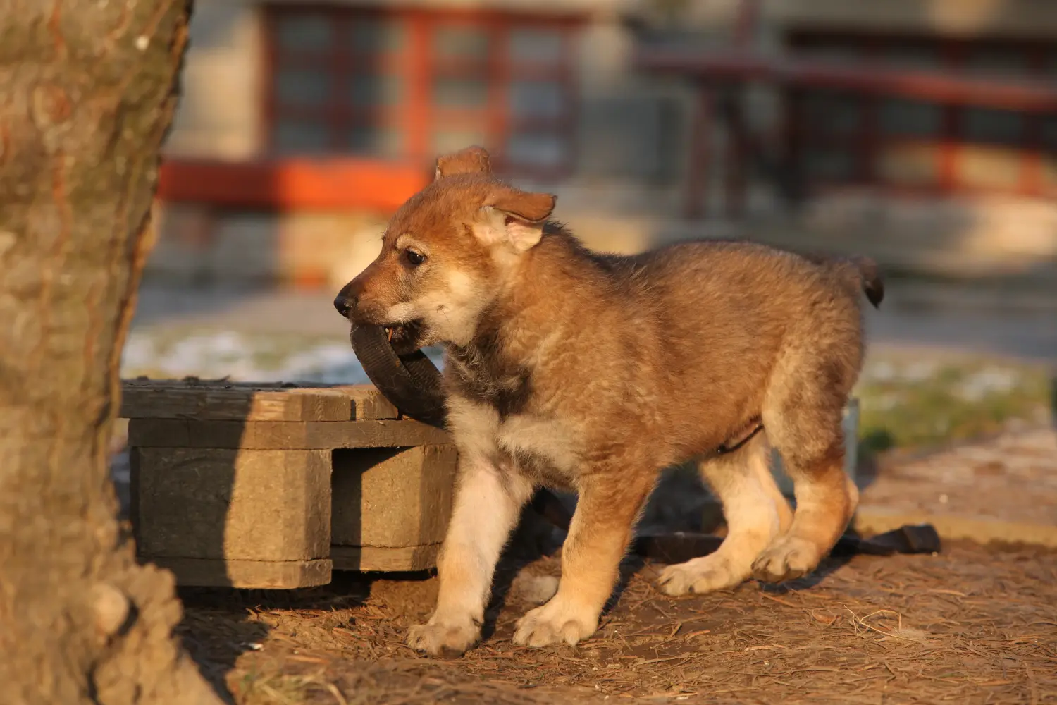 Einen Tschechoslowakischen Wolfhund Welpen zu kaufen, bedeutet Verantwortung zu übernehmen! Tschechoslowakischer Wolfhund Welpen kaufen.