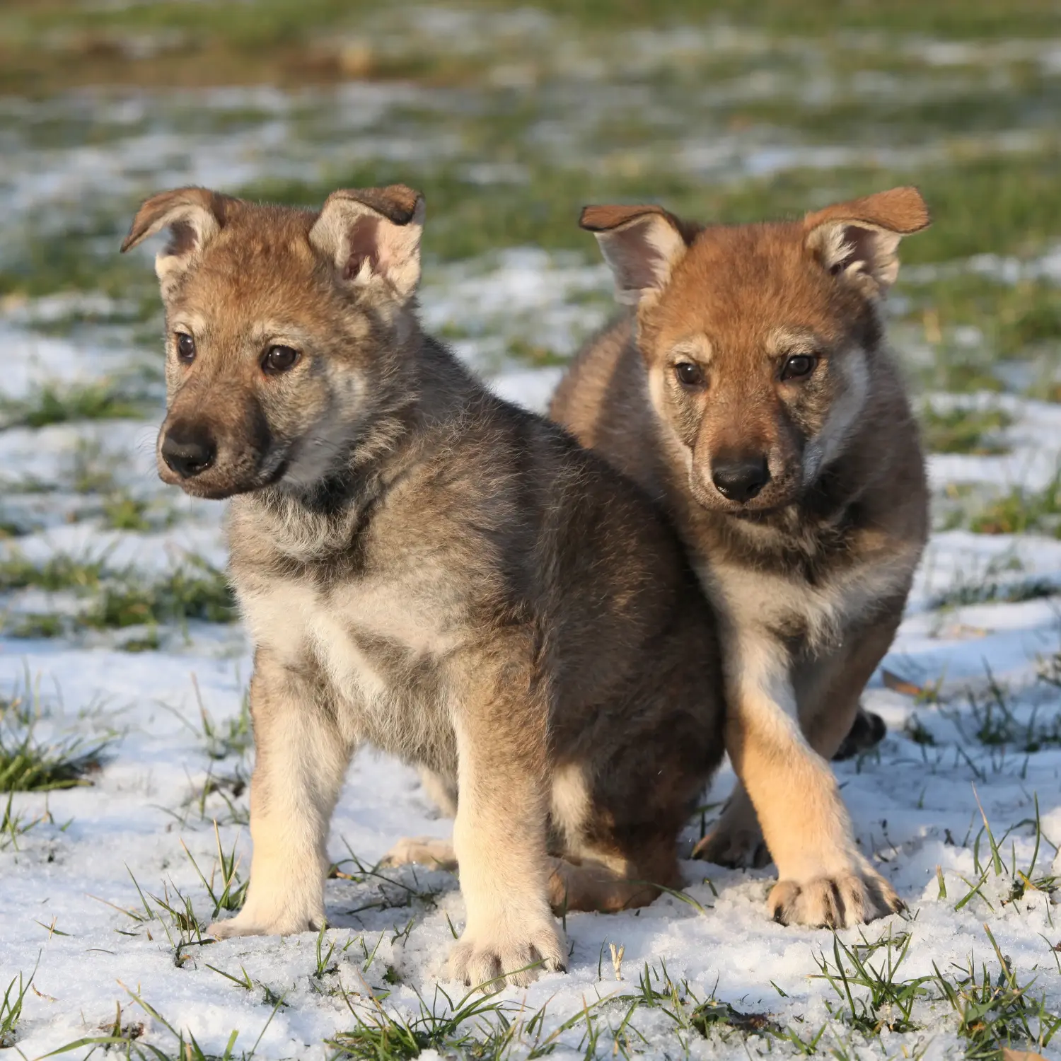 Einen Tschechoslowakischen Wolfhund Welpen zu kaufen, bedeutet Verantwortung zu übernehmen! Tschechoslowakischer Wolfhund Welpen kaufen.