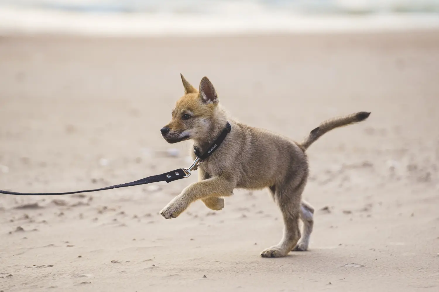 Einen Tschechoslowakischen Wolfhund Welpen zu kaufen, bedeutet Verantwortung zu übernehmen! Tschechoslowakischer Wolfhund Welpen kaufen.