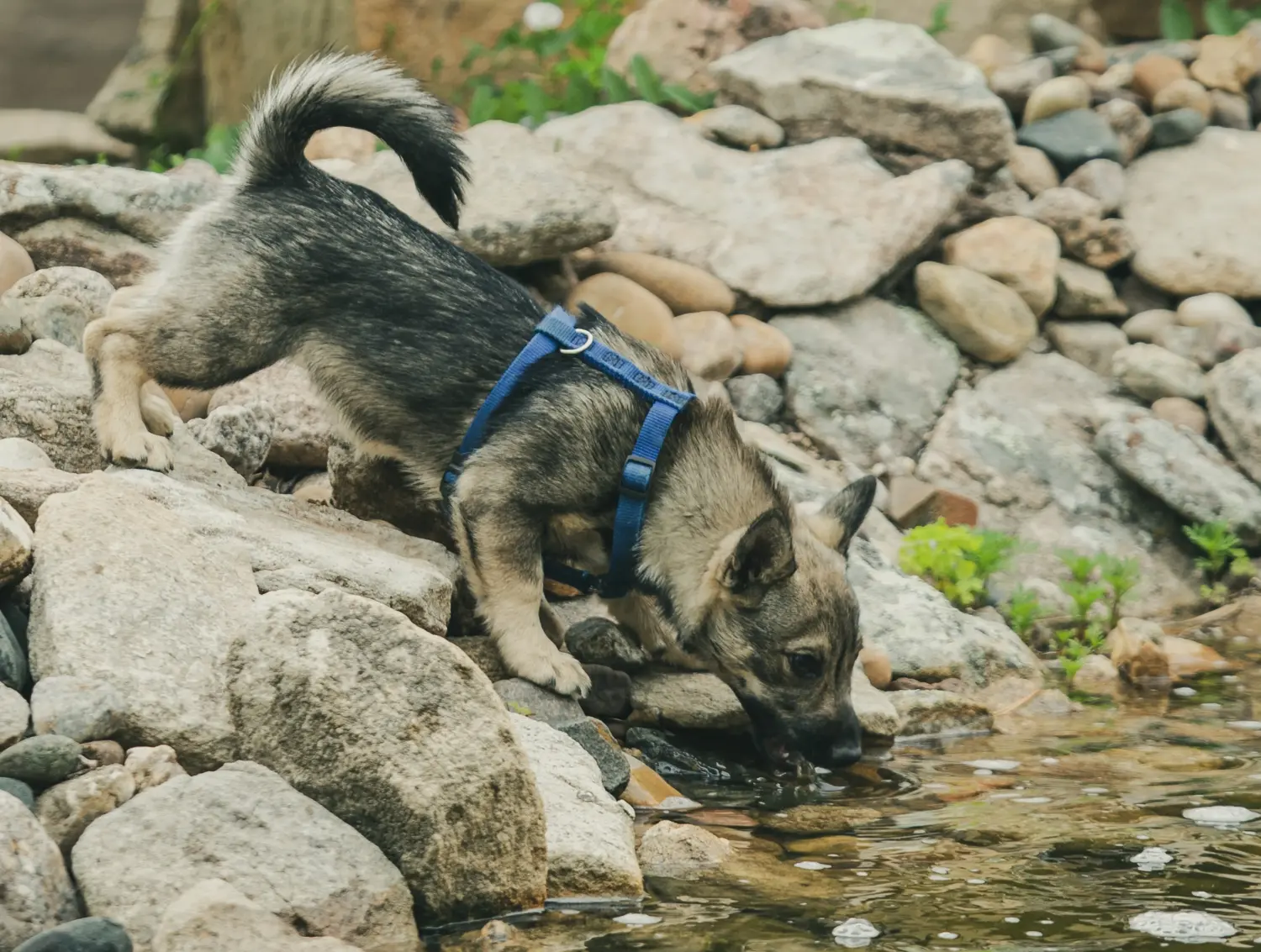 Einen Västgötaspets Welpen zu kaufen, bedeutet Verantwortung zu übernehmen! Västgötaspets Welpen kaufen.