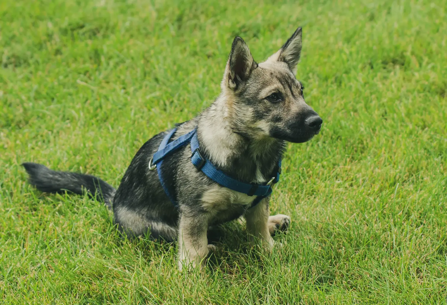 Einen Västgötaspets Welpen zu kaufen, bedeutet Verantwortung zu übernehmen! Västgötaspets Welpen kaufen.