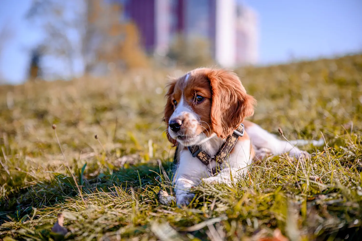 Einen Welsh Springer Spaniel Welpen zu kaufen, bedeutet Verantwortung zu übernehmen! Welsh Springer Spaniel Welpen kaufen.