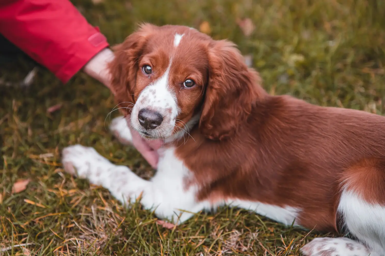 Einen Welsh Springer Spaniel Welpen zu kaufen, bedeutet Verantwortung zu übernehmen! Welsh Springer Spaniel Welpen kaufen.