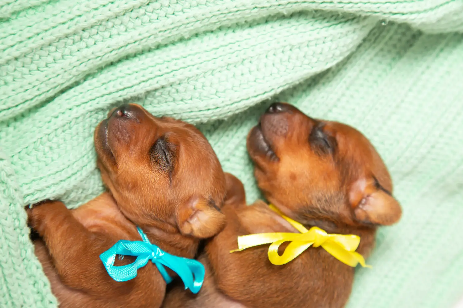 Einen Zwergpinscher Welpen zu kaufen, bedeutet Verantwortung zu übernehmen! Zwergpinscher Welpen kaufen.