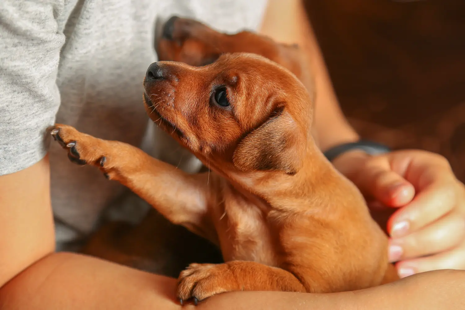 Einen Zwergpinscher Welpen zu kaufen, bedeutet Verantwortung zu übernehmen! Zwergpinscher Welpen kaufen.