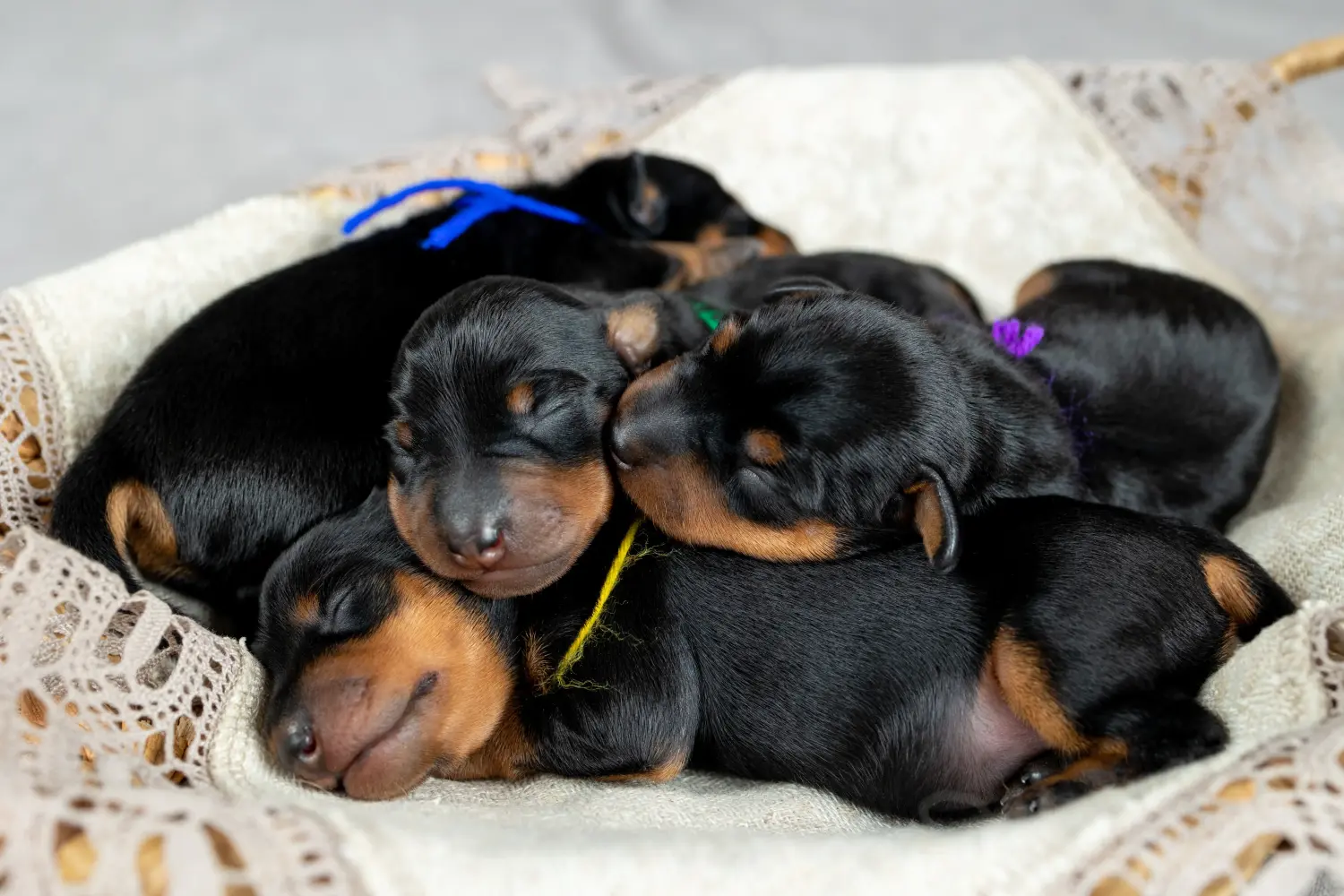 Einen Zwergpinscher Welpen zu kaufen, bedeutet Verantwortung zu übernehmen! Zwergpinscher Welpen kaufen.