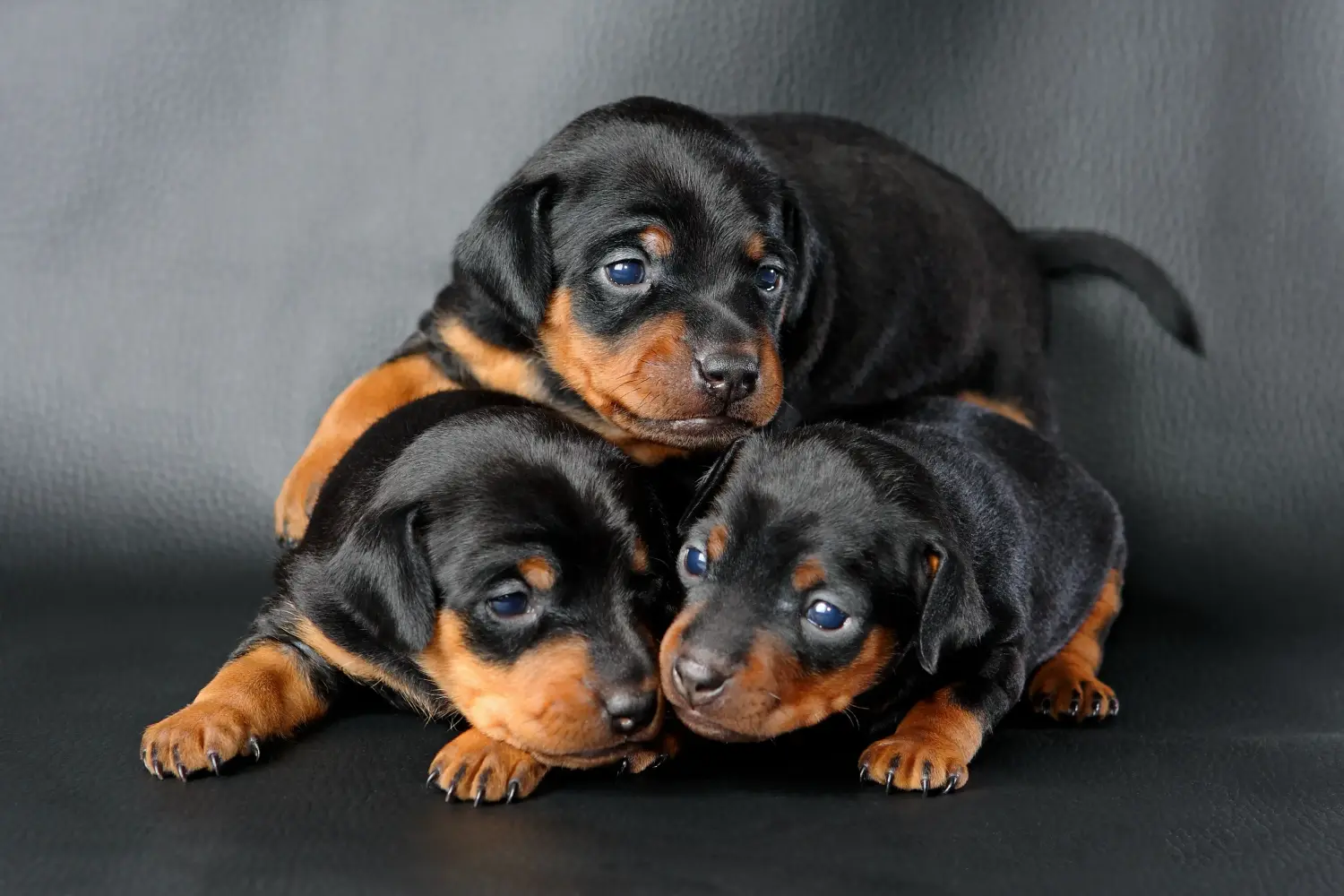 Einen Zwergpinscher Welpen zu kaufen, bedeutet Verantwortung zu übernehmen! Zwergpinscher Welpen kaufen.