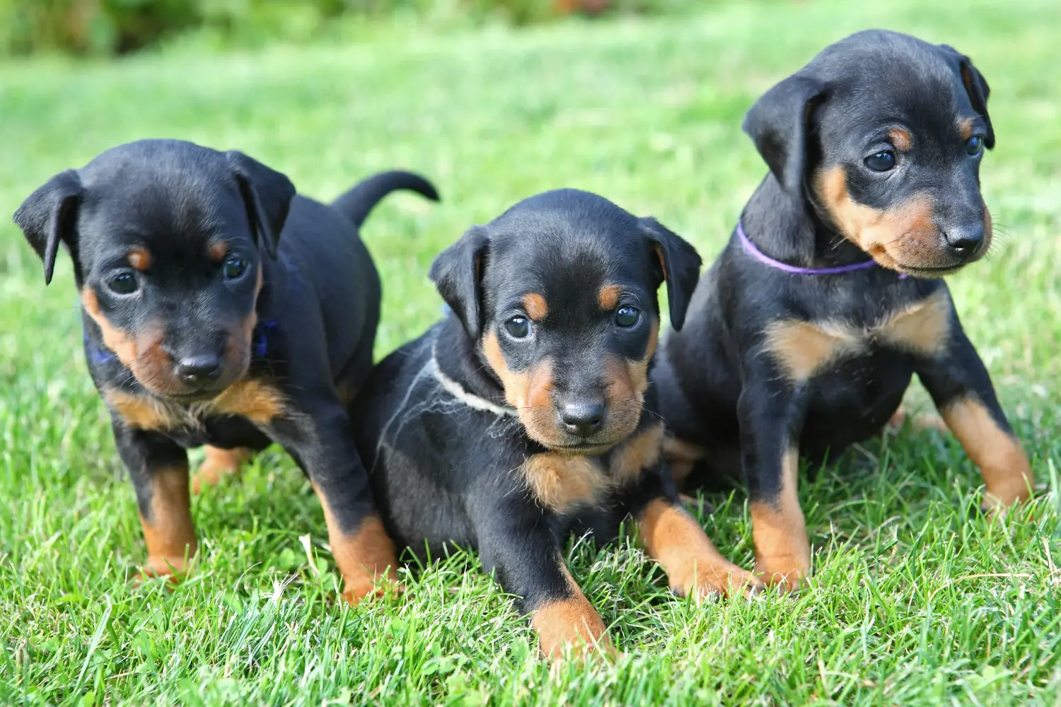 Einen Zwergpinscher Welpen zu kaufen, bedeutet Verantwortung zu übernehmen! Zwergpinscher Welpen kaufen.