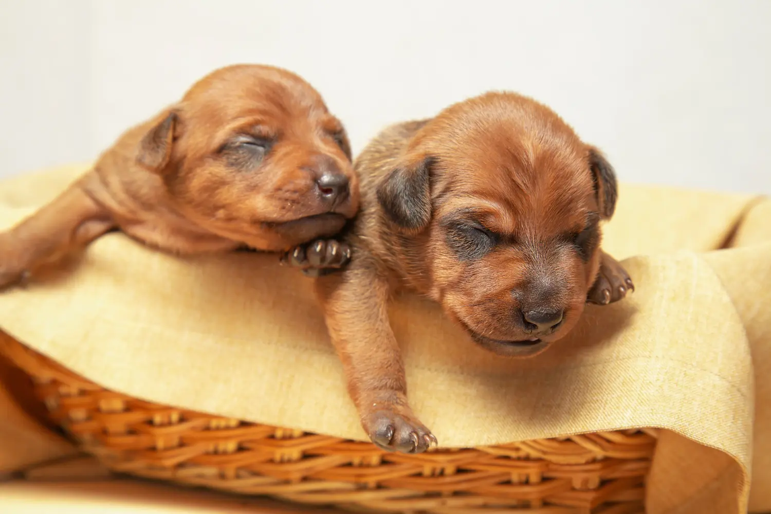 Einen Zwergpinscher Welpen zu kaufen, bedeutet Verantwortung zu übernehmen! Zwergpinscher Welpen kaufen.