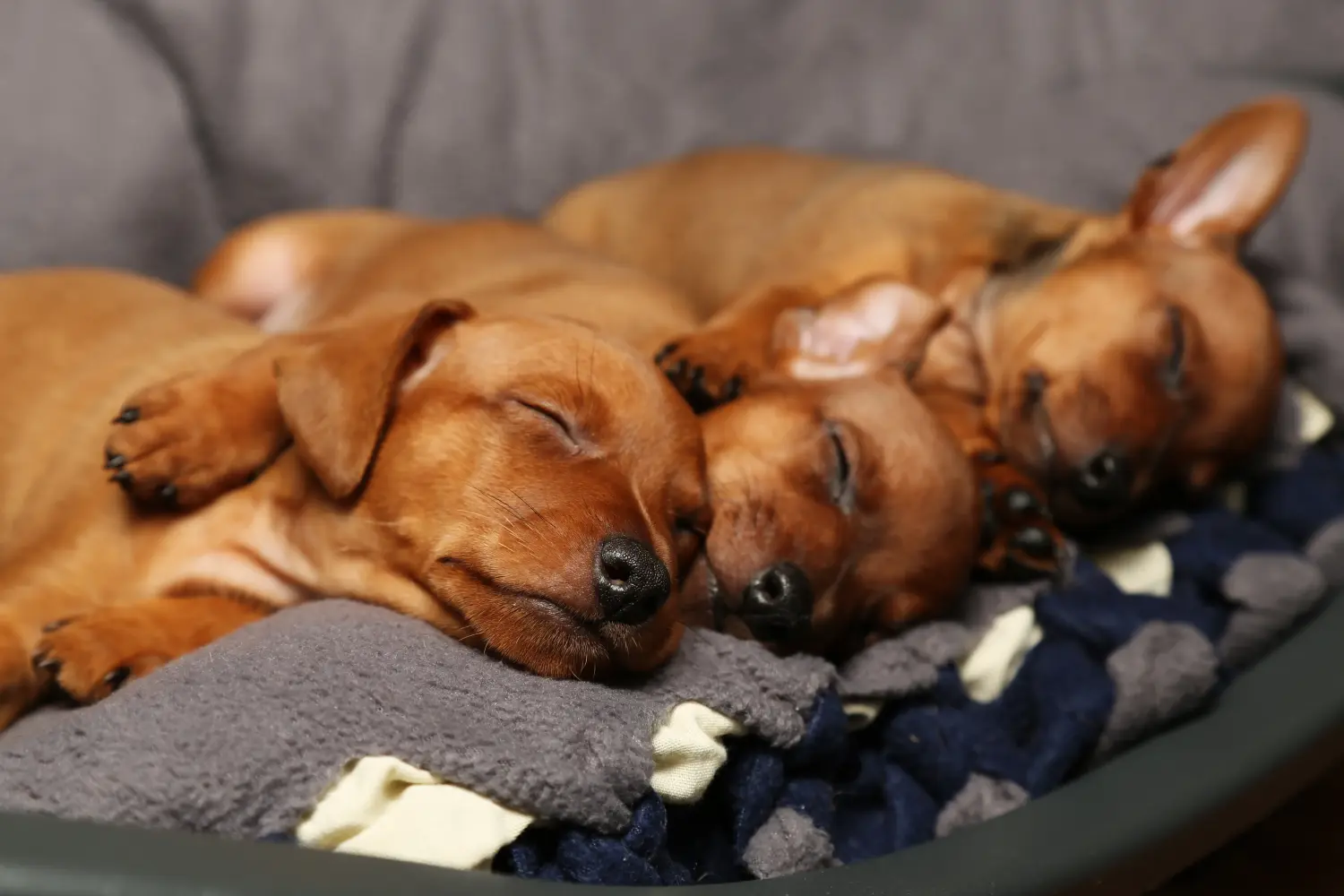 Einen Zwergpinscher Welpen zu kaufen, bedeutet Verantwortung zu übernehmen! Zwergpinscher Welpen kaufen.